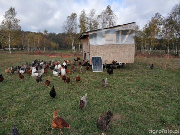 Rekompensaty za ptasią grypę