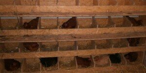 Ptasia grypa u&nbsp;drobiu w&nbsp;Polsce – nowe ogniska w&nbsp;2026 r.