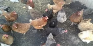 Rzekomy pomór drobiu 2026 rozprzestrzenia się w&nbsp;Polsce