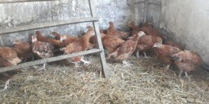 Rzekomy pomór drobiu 2026. Trzecie ognisko potwierdzone