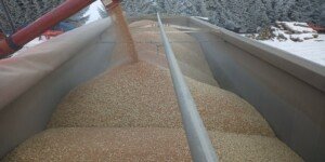 Ceny zbóż pod presją. Rząd i&nbsp;branża szukają rozwiązań