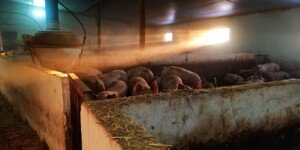 Ceny tuczników 2026. Katastrofalny początek roku