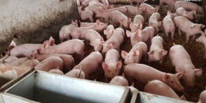 Chodzi o rozszerzanie stref ASF? Państwo zwleka, cierpią hodowcy