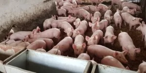 Dopłaty do ubezpieczenia zwierząt 2026. ARiMR podała termin