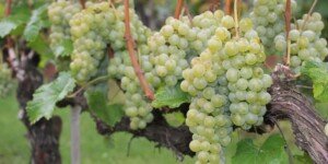 15 stycznia mija termin. Deklaracja zbioru winogron i&nbsp;produkcji wina do KOWR