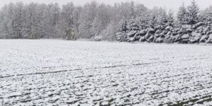 Węzeł krzewienia a&nbsp;wymarzanie zbóż zimą 2026