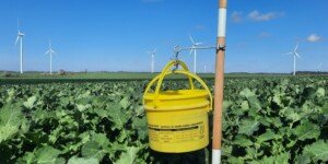 Dlaczego zabiegi insektycydowe w&nbsp;rzepaku wiosną bywają nieskuteczne? Kluczowa rola monitoringu i&nbsp;właściwego terminu oprysku