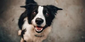 Rząd wprowadza obowiązkowe czipowanie psów u rolnika. Kary do 5000 zł