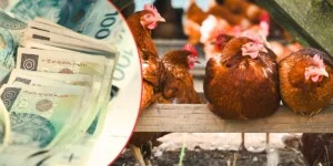 Biurokracja dobija małe gospodarstwa. Ministerstwo wskazuje na 120 000 zł dotacji