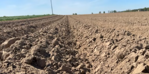 Zwalczanie chwastów w&nbsp;ziemniaku w&nbsp;2026 roku. Co zamiast metrybuzyny?