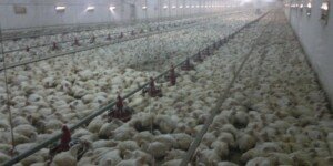 Ogniska ND u drobiu 2026. Kolejne przypadki w kilku województwach