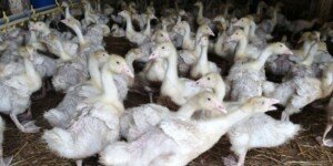 Nowe ogniska pomoru drobiu w&nbsp;czterech województwach