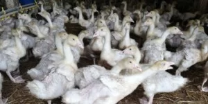 Nowe ogniska pomoru drobiu w&nbsp;czterech województwach
