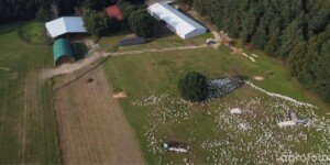 Zasady chowu drobiu do zmiany. Nowe przepisy i wymogi od 18 marca