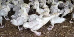 Ptasia grypa – nowe ogniska 2026. Ponad 104 tys. sztuk do likwidacji