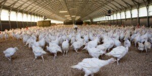 Kolejne ogniska HPAI w&nbsp;Polsce 2026. Tysiące sztuk drobiu do uboju