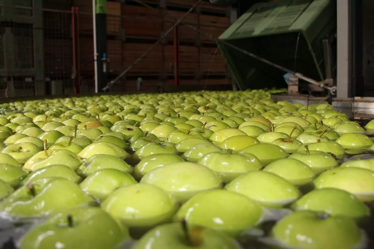 eksport polskich jabłek poza UE