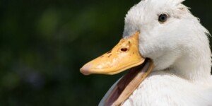 Ptasia grypa 2026: kolejne fermy zakażone