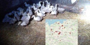 Ognisko ptasiej grypy w&nbsp;Polsce – to już 26. przypadek. Skala w&nbsp;Europie rośnie