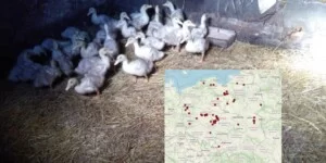 Ognisko ptasiej grypy w&nbsp;Polsce – to już 26. przypadek. Skala w&nbsp;Europie rośnie