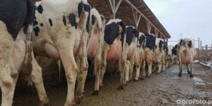 Ceny mleka w&nbsp;styczniu 2026 w&nbsp;dół. Rolnicy: „1,7 zł to już norma?”