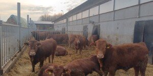 Choroba niebieskiego języka 2026. Nowe ognisko na Dolnym Śląsku