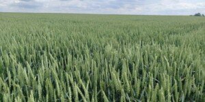 Czy produkty mikrobiologiczne poprawiają plonowanie roślin?