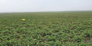 Żółte pułapki na szkodniki rzepaku w… pszenicy? Ten trik może uratować plon