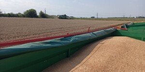 Ceny pszenicy 19 lutego 2026. Rolnicy zaczynają myśleć o sprzedaży