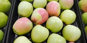Eksport polskich jabłek poza UE. Więcej rynków, mniejszy tonaż