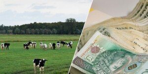 Rolnicy apelują o&nbsp;300 zł dopłaty do krowy mlecznej. Sytuacja gospodarstw jest dramatyczna