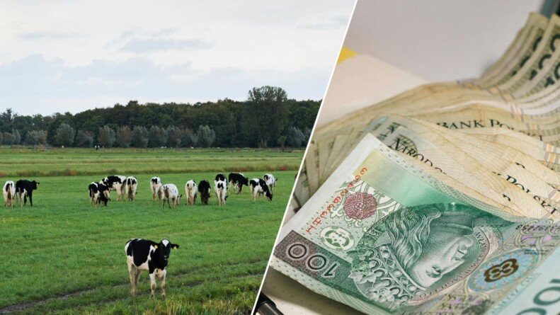 300 zł dopłaty do krowy mlecznej. Czy to rozwiąże kryzys w rolnictwie?