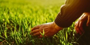 Zwalczanie chwastów w&nbsp;pszenicy ozimej: Jak skutecznie wykonać zabieg poprawkowy wiosną?