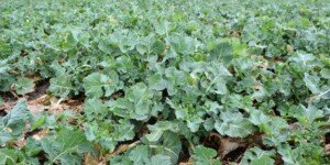 Wiosenna regulacja i&nbsp;ochrona fungicydowa rzepaku: Na co zwrócić uwagę przy wyborze technologii?