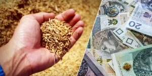 Niskie ceny zbóż dobijają rolników. Walczą o&nbsp;skup interwencyjny po 230 euro/t