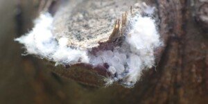 Bawełnica korówka: monitoring już w&nbsp;marcu