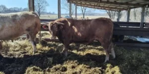 Ceny bydła przed Wielkanocą 2026. Nawet 19 zł/kg, ale nie wszędzie drożej