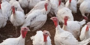 Grypa ptaków nie odpuszcza. Polska z&nbsp;nowymi ogniskami