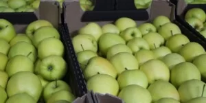 Ceny jabłek przed Wielkanocą 2026 zaskakują