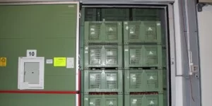 Zapasy polskich jabłek ogromne. Sprzedaż słaba, cena niska