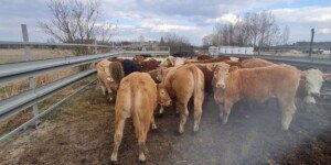 Umowa UE–Australia uderzy w&nbsp;rolników? Sprzeciw Copa-Cogeca po decyzji KE