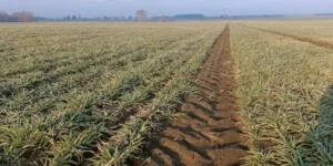 Jak mikroorganizmy w&nbsp;glebie pomagają roślinom pobierać minerały