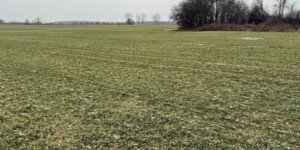 Zgłaszanie strat w&nbsp;uprawach po zimie 2026 ruszyło. Bez wniosku nie będzie pomocy