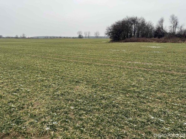 Zgłaszanie strat w uprawach po zimie 2026
