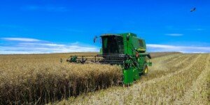 Ceny rzepaku 2026 w&nbsp;kontraktach. Różnice sięgają 100 zł