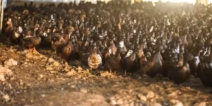 Ptasia grypa w&nbsp;Polsce. Sytuacja się pogarsza