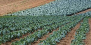 Siarka w&nbsp;specjalnej formulacji przeciw mączniakom warzyw