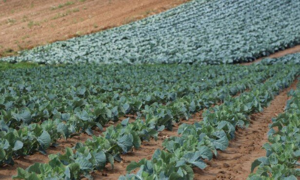 Siarka w&nbsp;specjalnej formulacji przeciw mączniakom warzyw