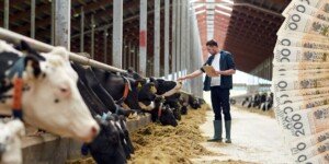 Premia dla młodych rolników 2026: warunki decydują o&nbsp;pieniądzach