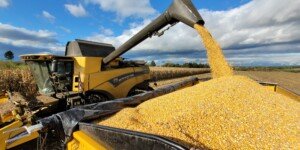 Ceny kukurydzy rosną. Nawet 840 zł/t w&nbsp;skupie